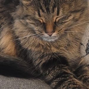 Meet your Posher, Marcijo